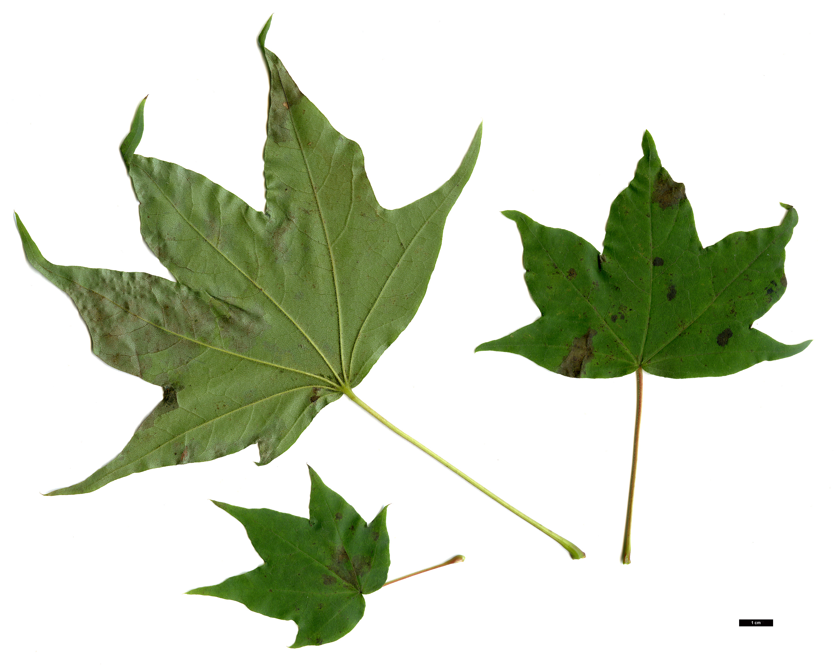 High resolution image: Family: Sapindaceae - Genus: Acer - Taxon: pictum - SpeciesSub: f. ambiguum High resolution image: Family: Sapindaceae - Genus: Acer - Taxon: pictum - SpeciesSub: f. ambiguum